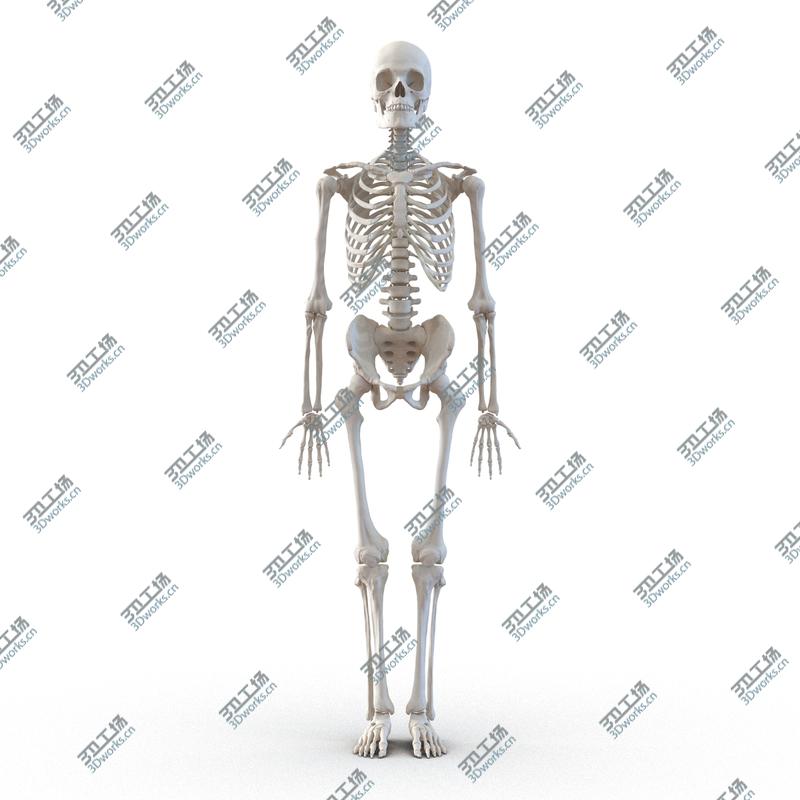 images/goods_img/20210113/Human Male Skeleton Rigged for Cinema 4D/2.jpg